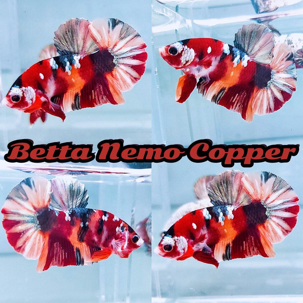 Cá Betta Nemo Cooper