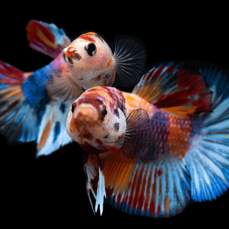 Cá Betta Koi Galaxy Thái Nhập