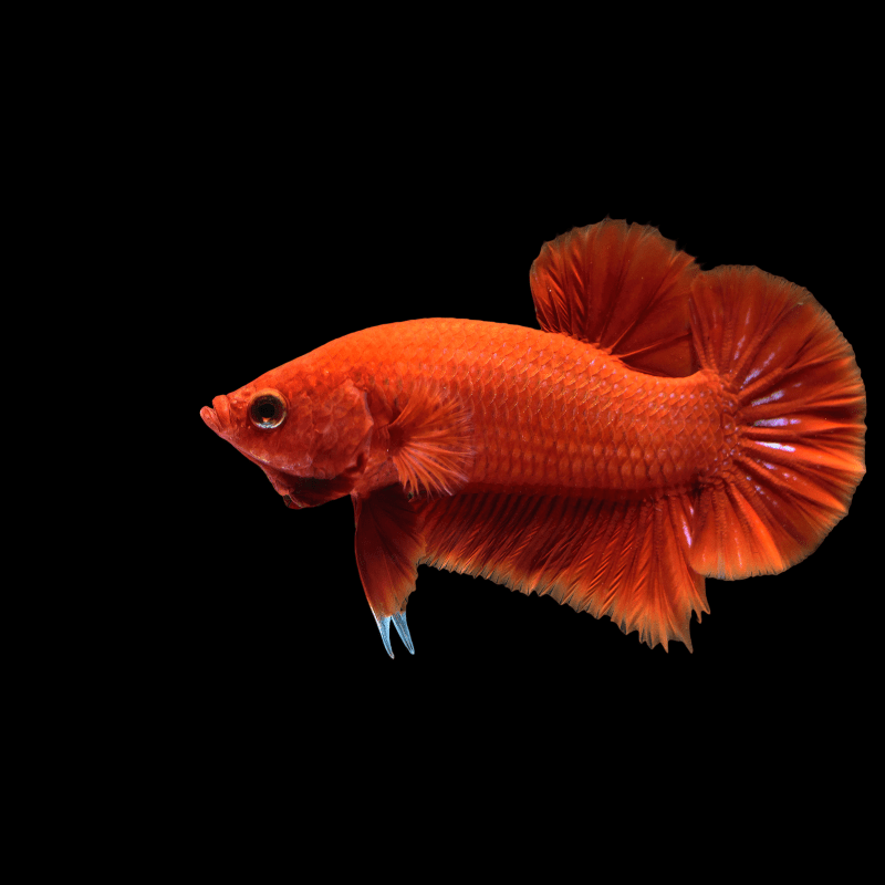 Cá Betta Full Red Đuôi Ngắn Thái Nhập