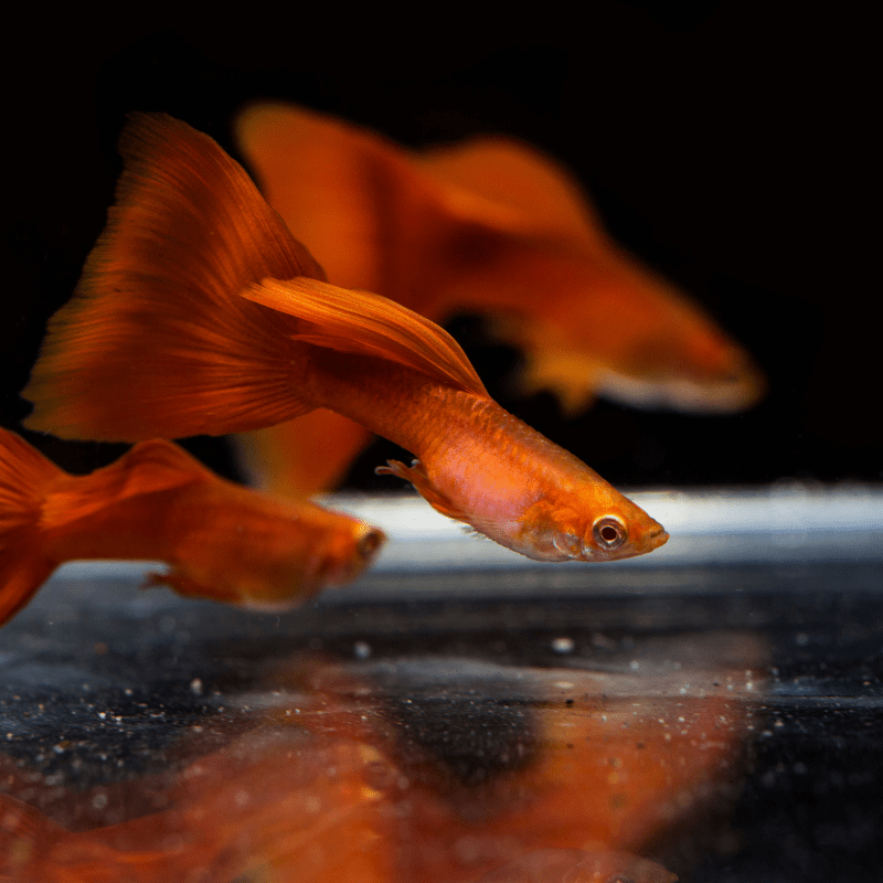 Cá bảy màu guppy Koi Red