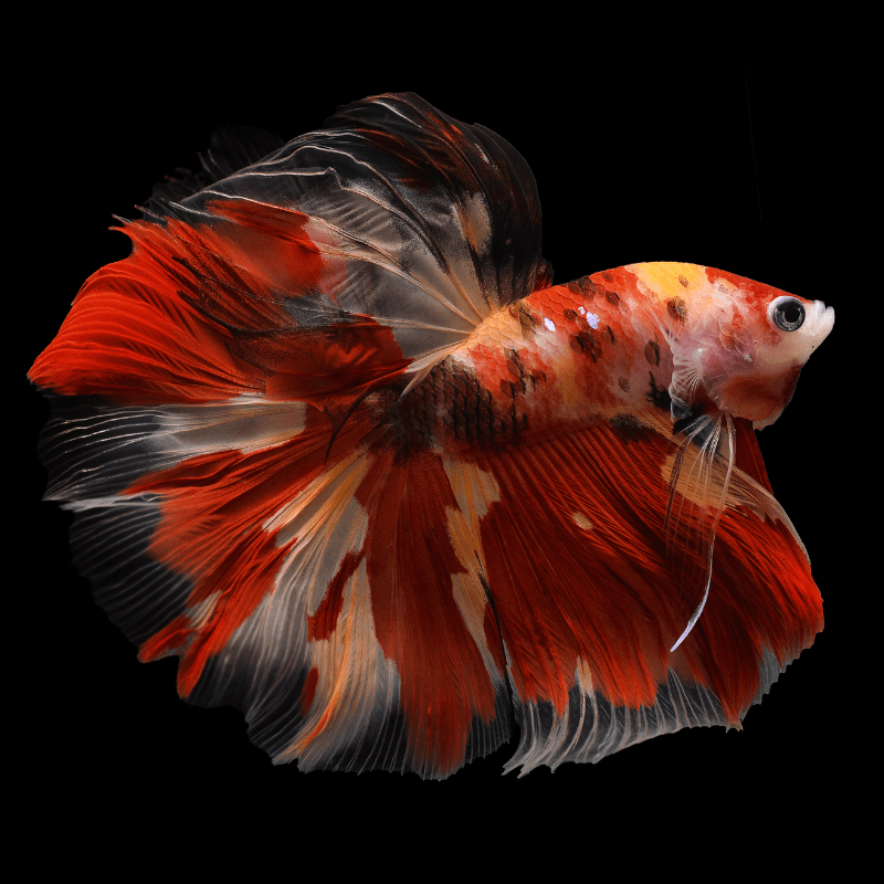 Cá Betta Nemo | Betta Koi Thái Nhập