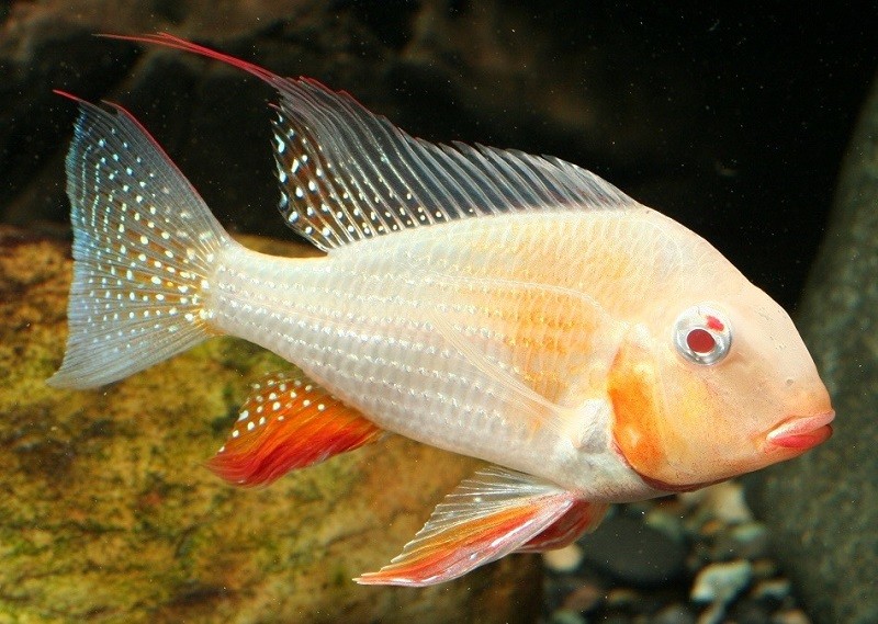 Cá Hải Hồ Albino