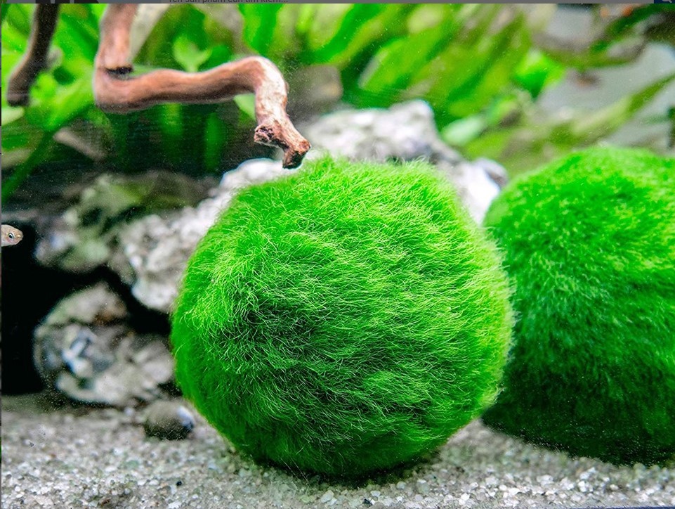 Quả cầu rêu Nhật Bản Marimo Moss Ball - Rêu cho bể tép