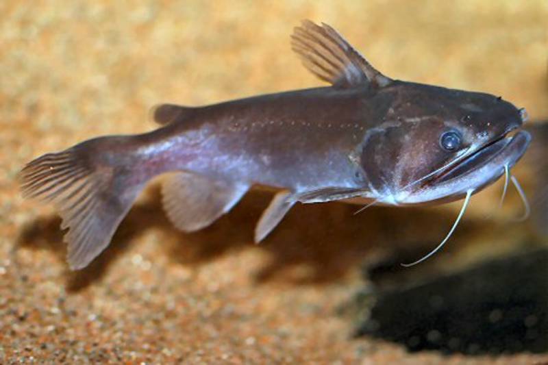 Cá mèo miệng rộng Gulper Catfish - Cá Săn mồi