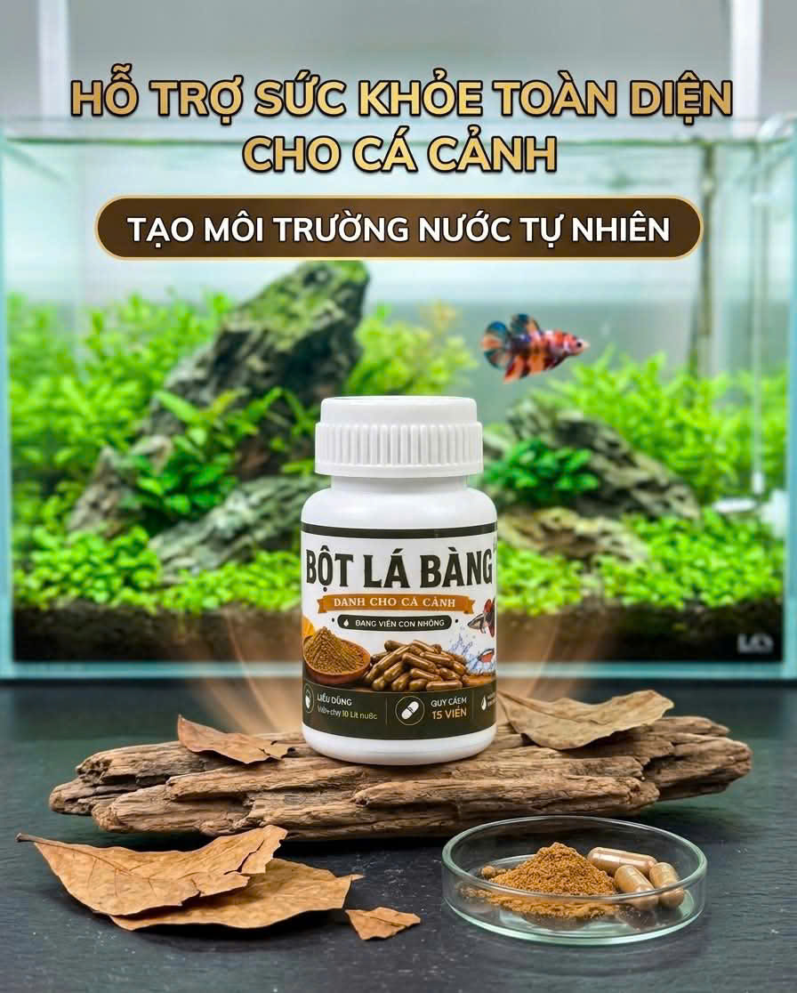 Bột Lá Bàng Dạng Viên Tặng Kèm Túi Lọc, giúp Giảm stress, tăng cường sức đề kháng, tạo môi trường sống tự nhiên cho hồ cá