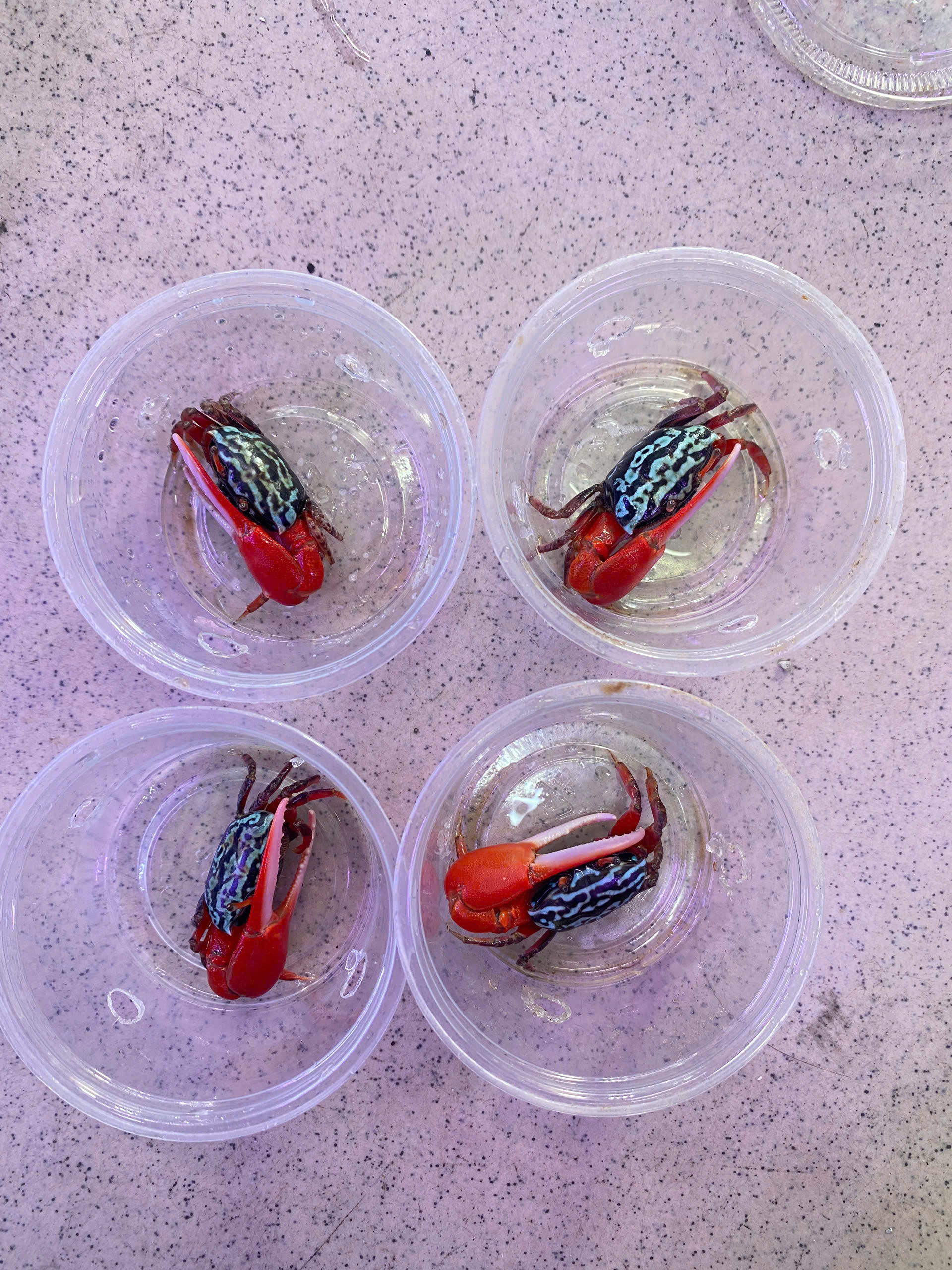 Cua Kiểng Tình Lữ