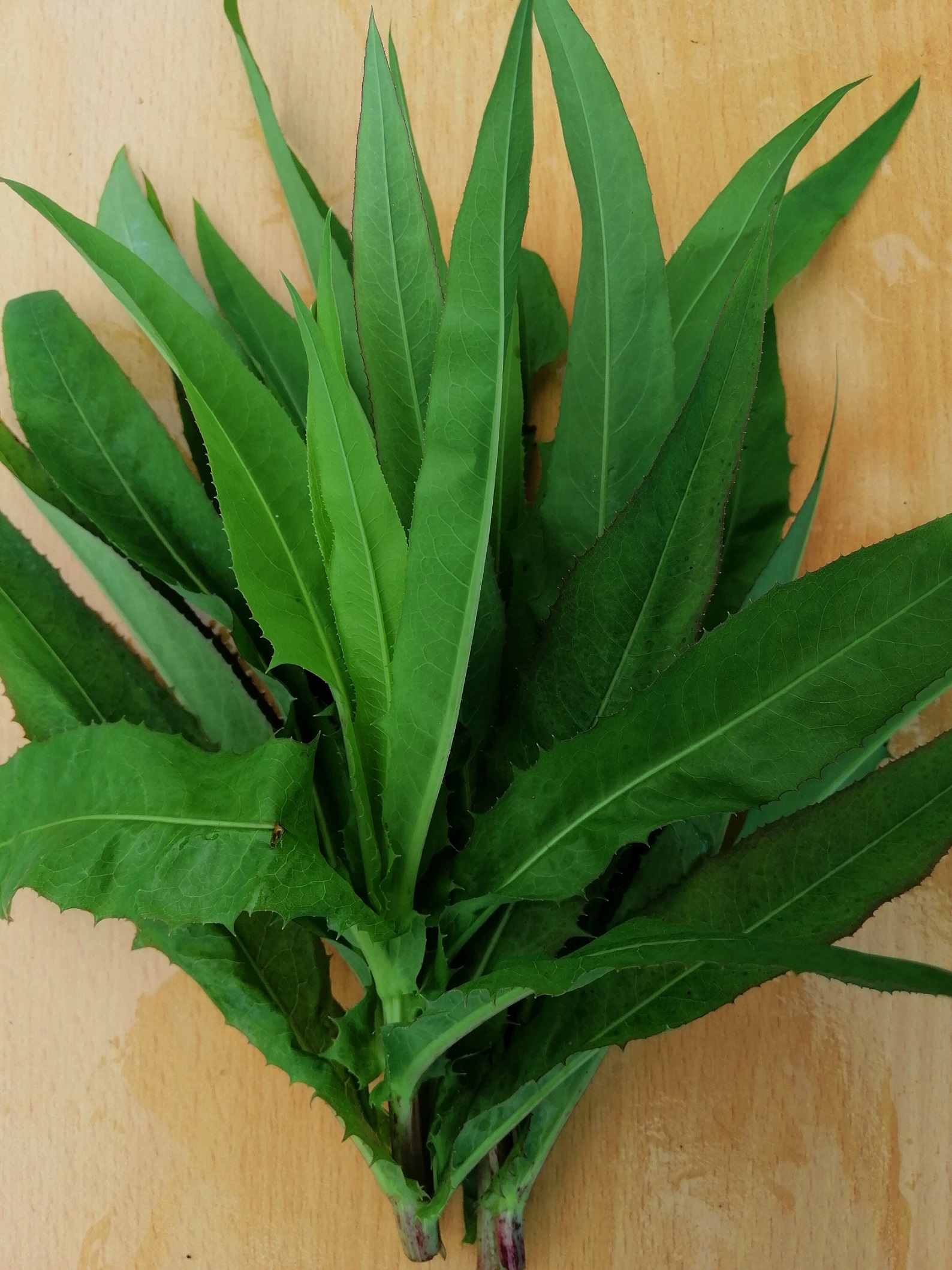 Bồ công anh đắng hữu cơ DNF 200G