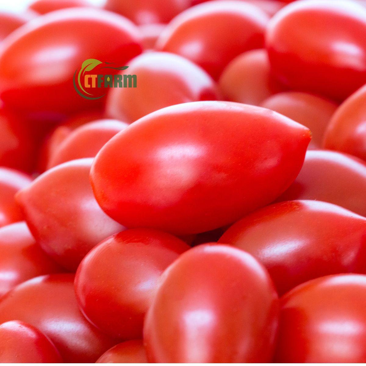 Cà chua bi đỏ hữu cơ CTF