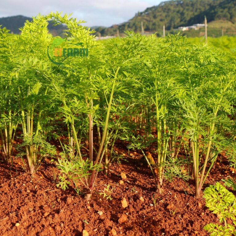 Cà rốt cọng xanh hữu cơ CTF