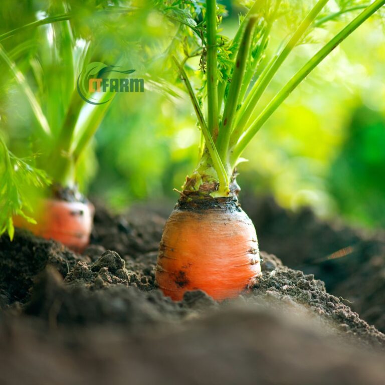 Cà rốt cọng xanh hữu cơ CTF