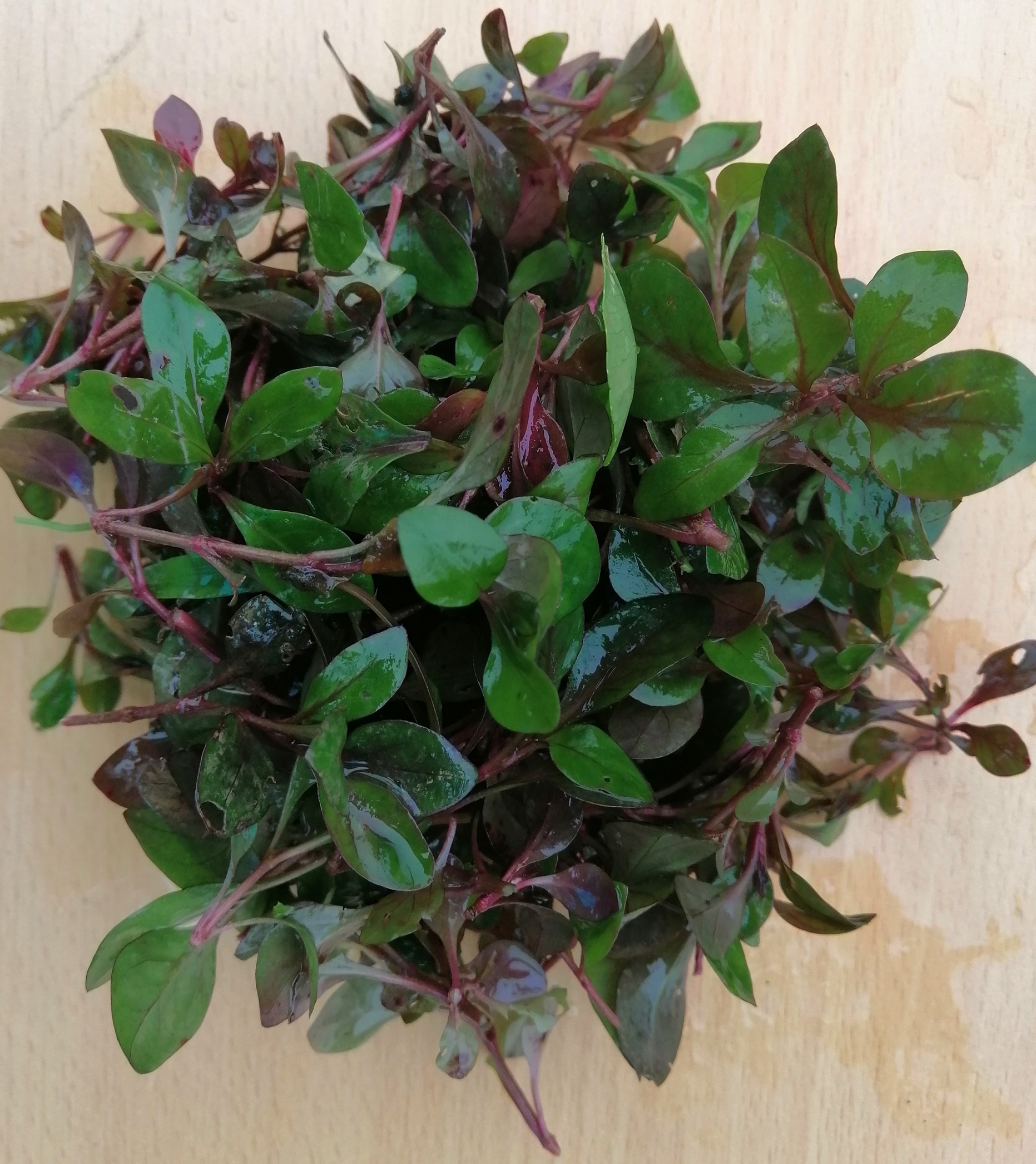 Cải sâm hữu cơ DNF 200G