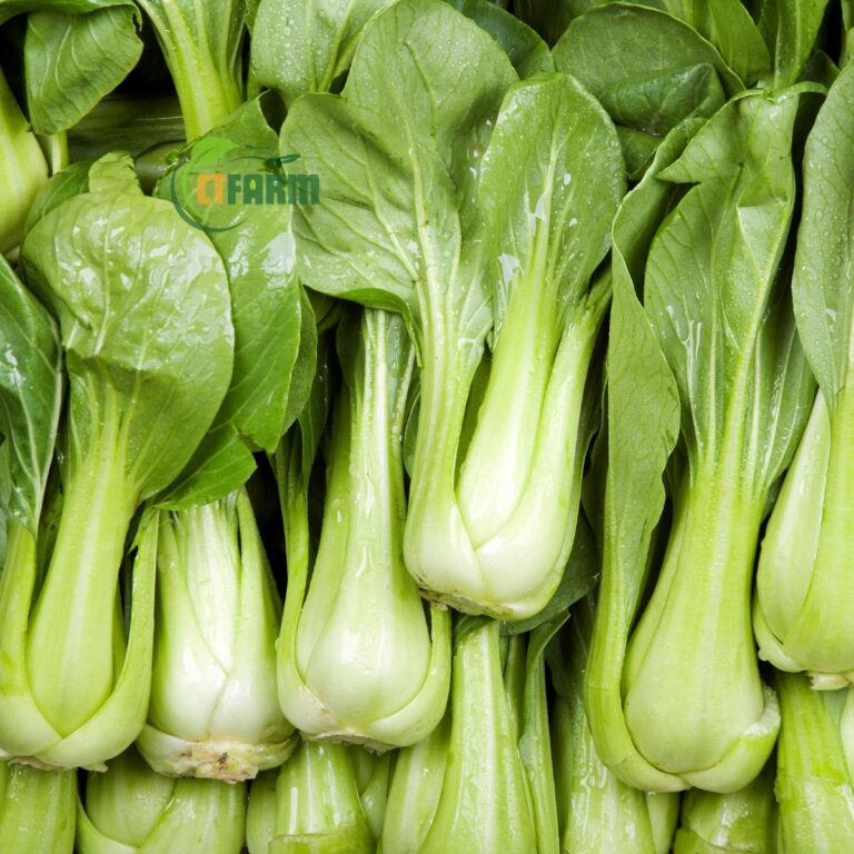 Cải thìa hữu cơ CTF