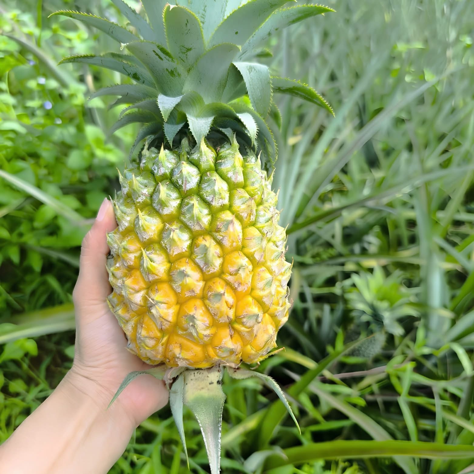 Dứa Queen hữu cơ USDA