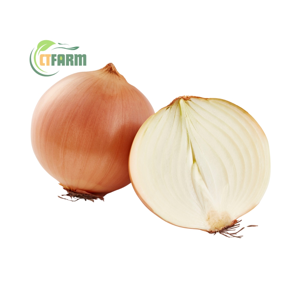Hành tây trắng hữu cơ CTF
