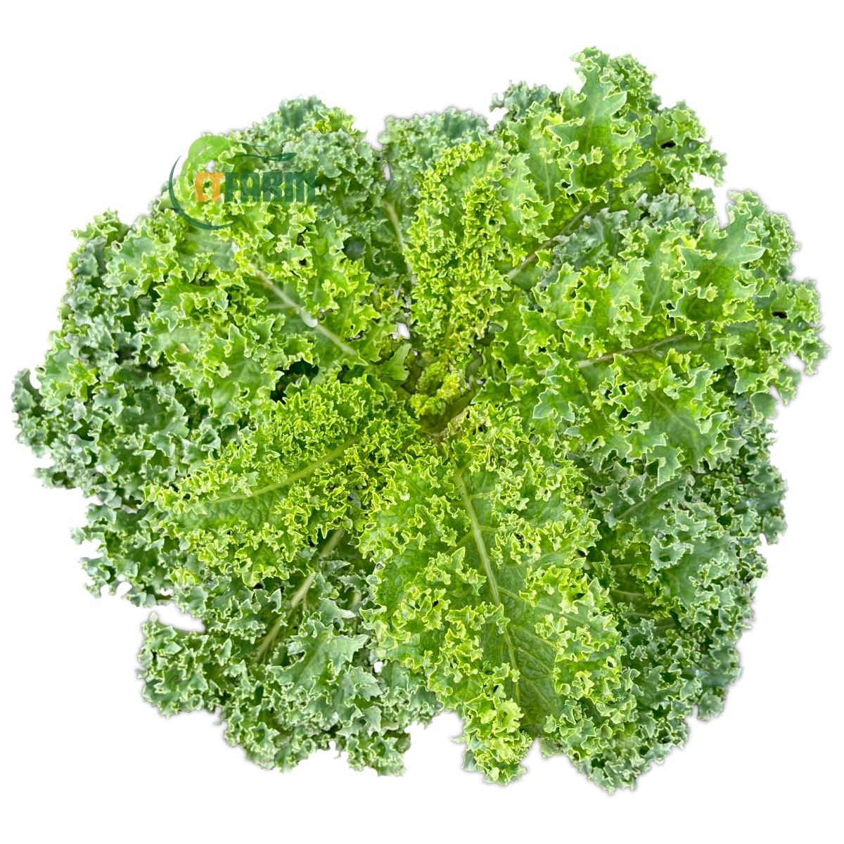 Cải Kale (cải xoăn) hữu cơ CTF