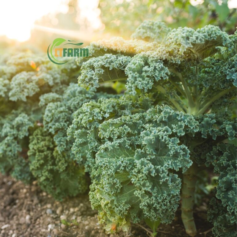 Cải Kale (cải xoăn) hữu cơ CTF