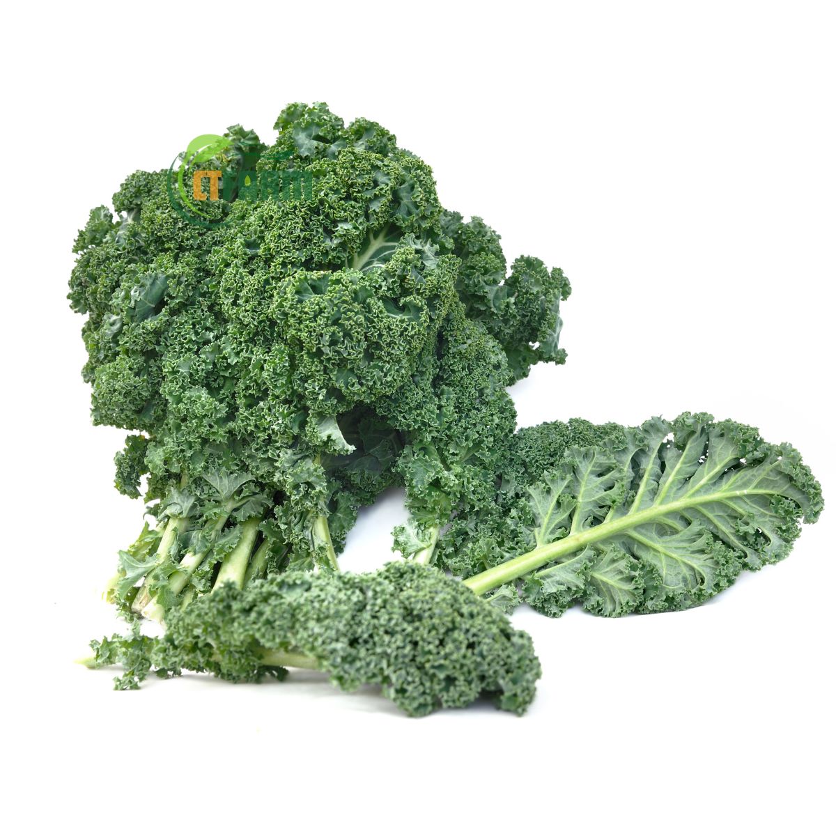 Cải Kale (cải xoăn) hữu cơ CTF