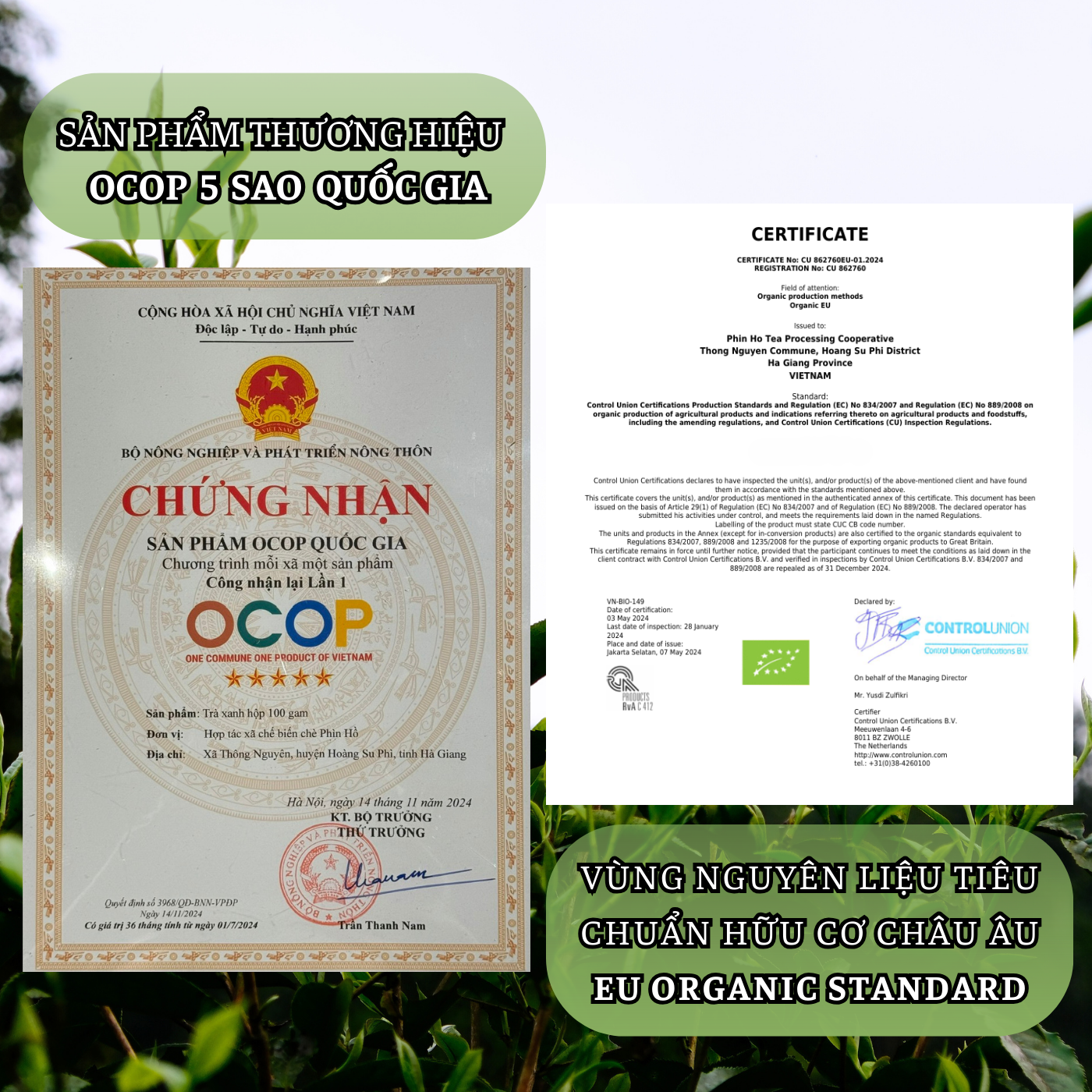 Lục Trà Shan Tuyết Thượng Hạng (Organic EU) – OCOP ⭐⭐⭐⭐⭐