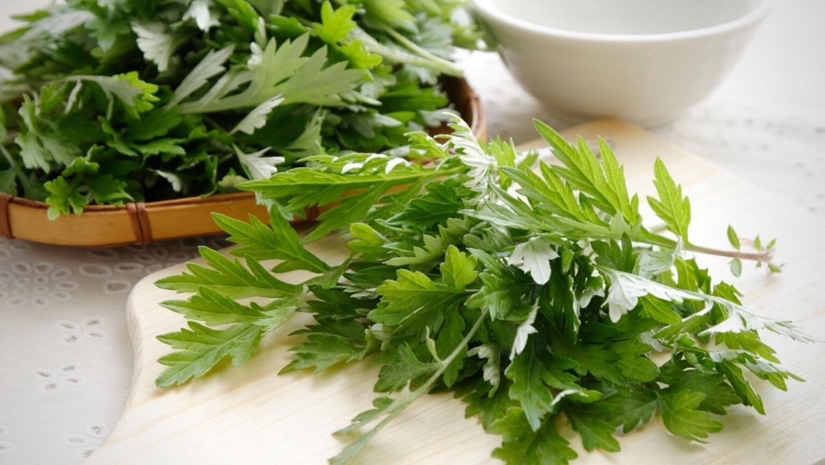 Ngải cứu hữu cơ KSF 200G