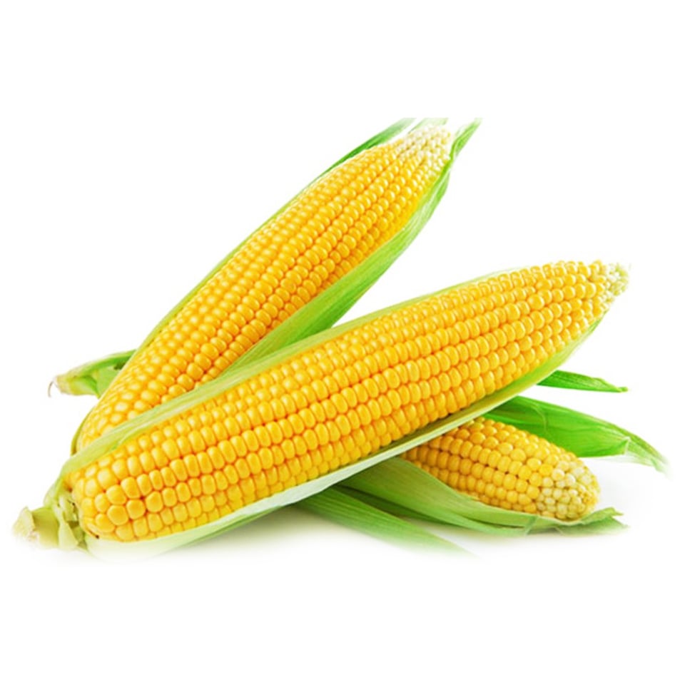 Ngô ngọt hữu cơ CTF