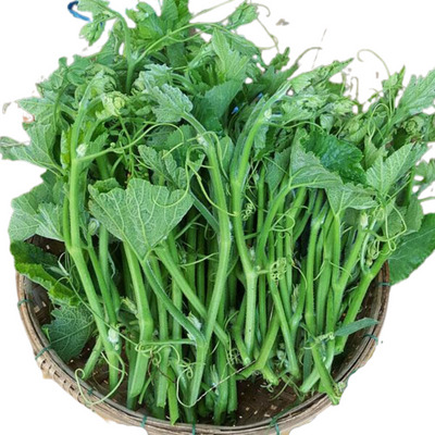Ngọn bí hữu cơ KSF