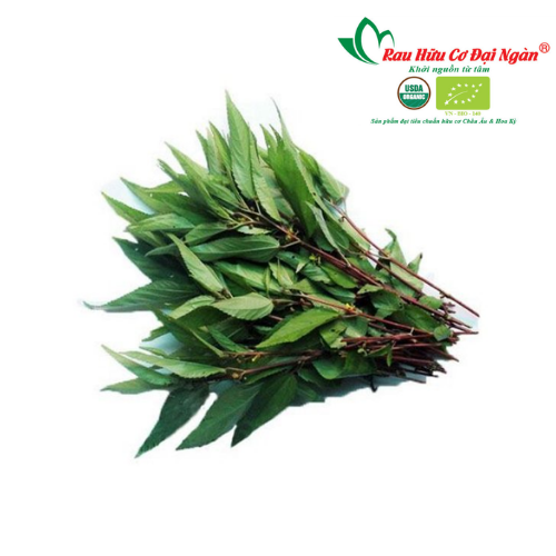Rau đay hữu cơ Đại Ngàn