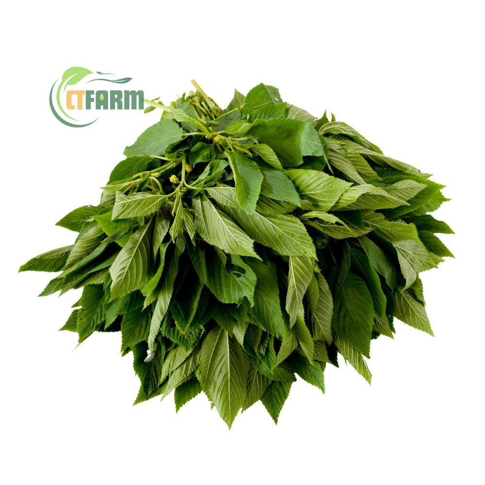 Rau đay hữu cơ CTF