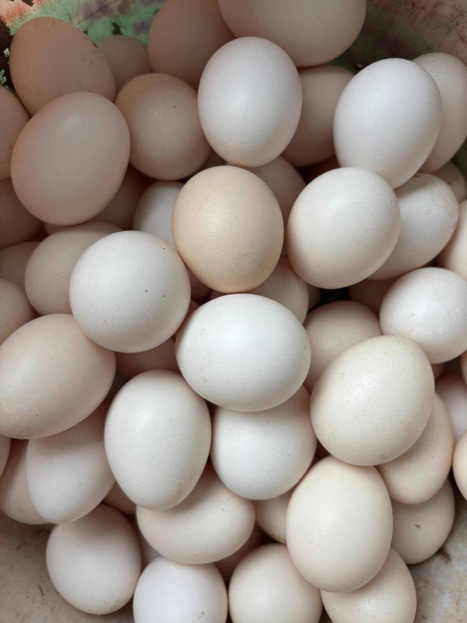 Trứng gà ta KSF