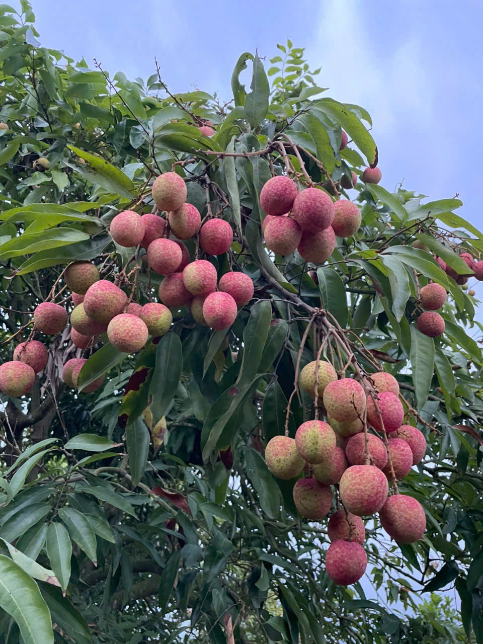 Vải trứng trắng Thanh Hà
