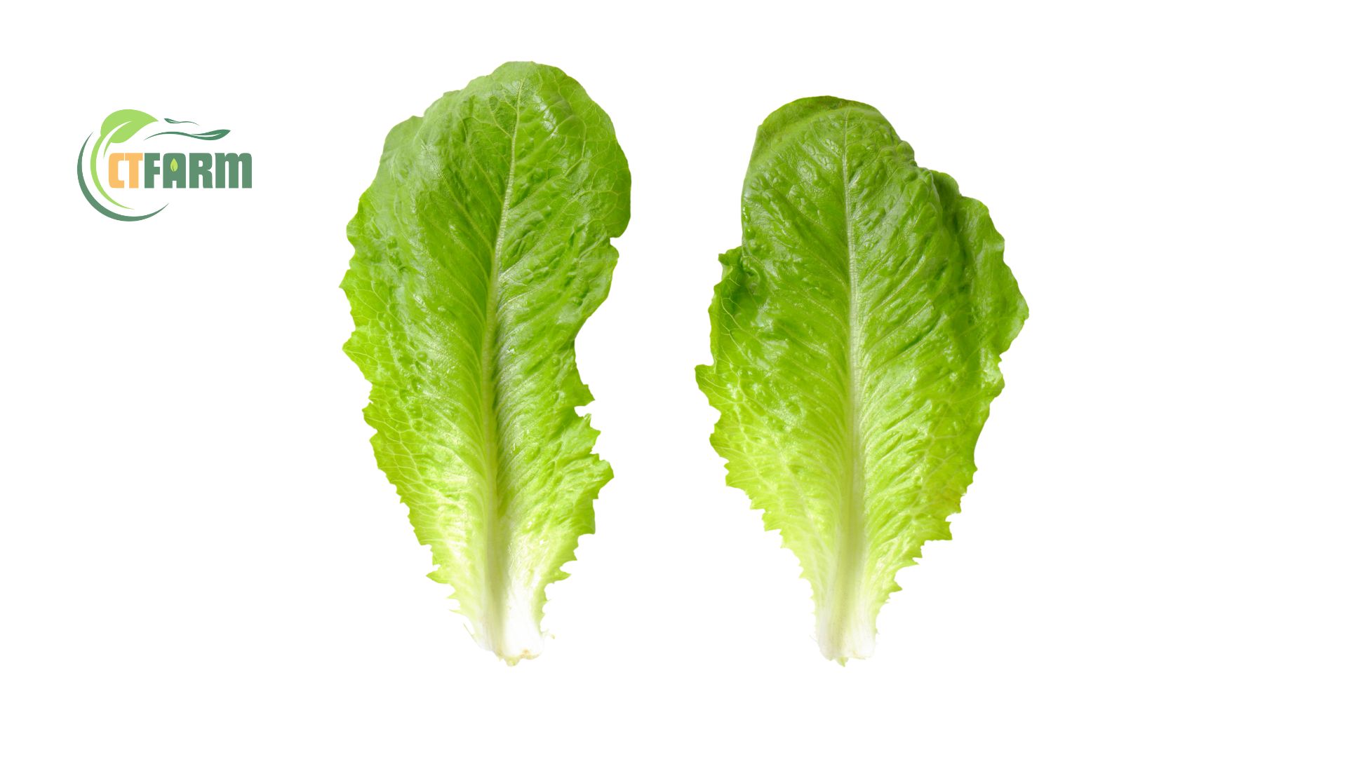 Xà lách romaine hữu cơ CTF
