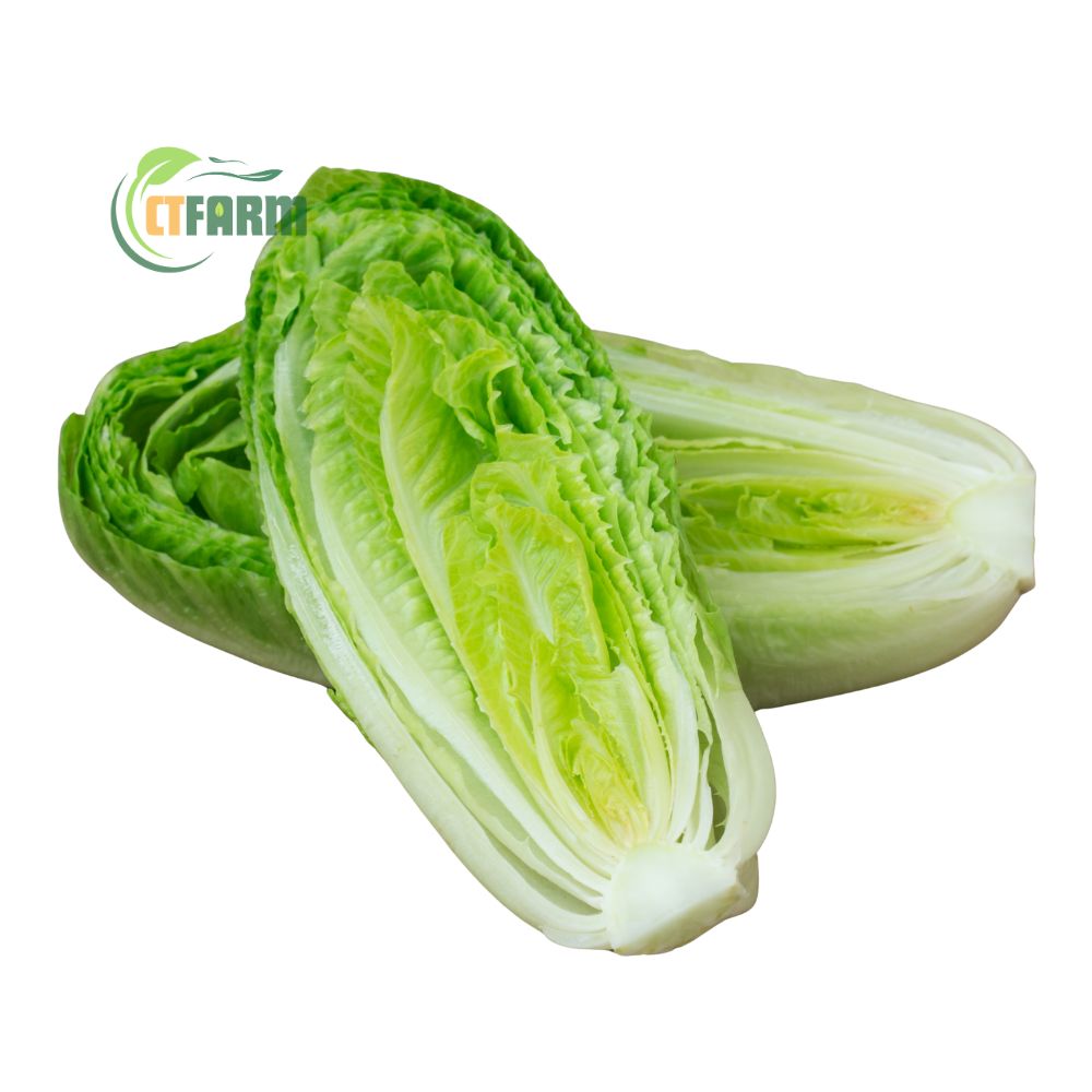 Xà lách romaine hữu cơ CTF