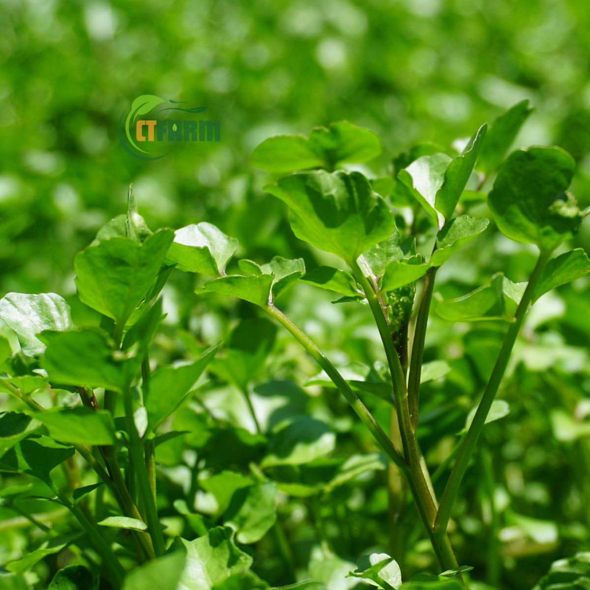 Xà lách xoong hữu cơ CTF