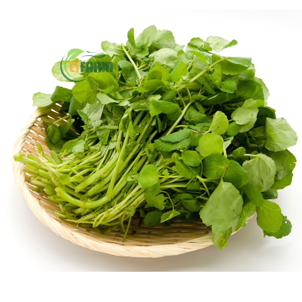 Xà lách xoong hữu cơ CTF