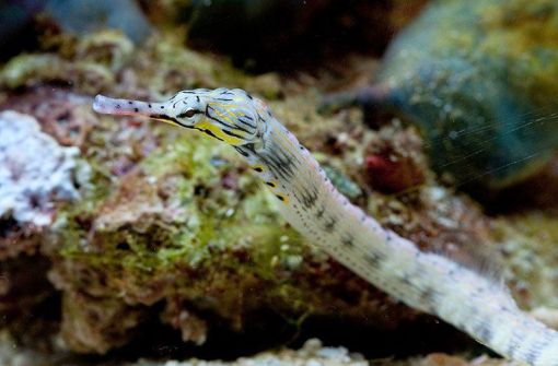 Dragonface Pipefish