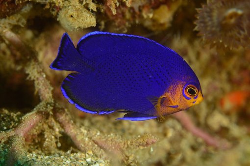 Blue Pigmy Angelfish