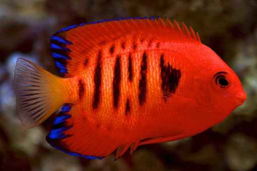 Flame Angelfish M