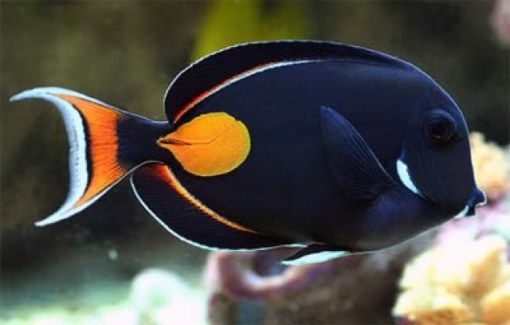 Achilles Tang – M