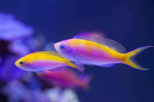 Barlette Anthias