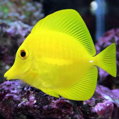 Yellow Tang