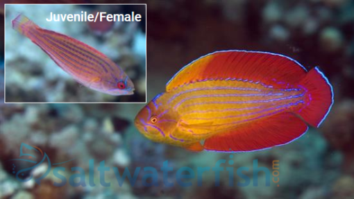 Eight Line Flasher Wrasse