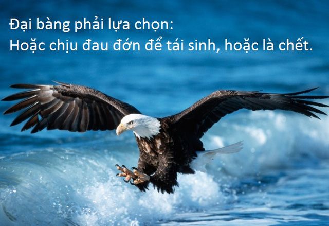 Bài học từ đại bàng: Thay đổi hoặc là chết!