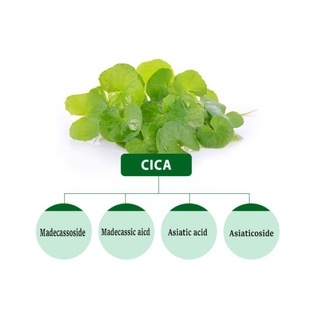 Phấn nước Clio Kill Cover Cica Serum Cushion 15g dưỡng ẩm cho lớp nền tự nhiên