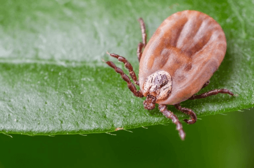 Babesia khi xâm nhập vào cơ thể chó sẽ phá hủy hồng cầu gây tình trạng thiếu máu nghiêm trọng