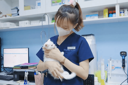 Đưa mèo đi khám tại Sông Hàn Pet kịp thời