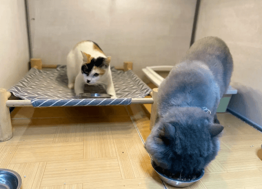 Có thể tự điều trị mèo bị gù tại nhà không ?