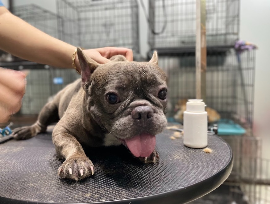 Hướng dẫn cách nuôi chó Pug từ A-Z giúp bé không bị béo phì