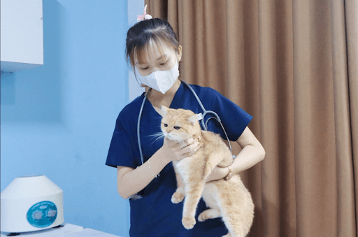 Một số dấu hiệu nhận biết mèo bị chấn thương cột sống