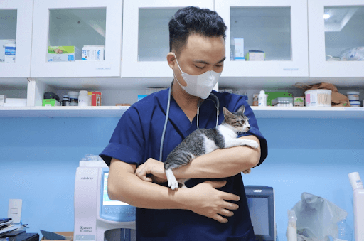 Mèo bị chấn thương cột sống có sao không? Có nguy hiểm không?