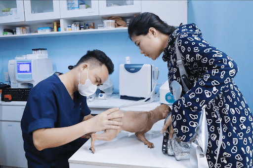 Chó bị chấn thương cột sống có thể do đâu?