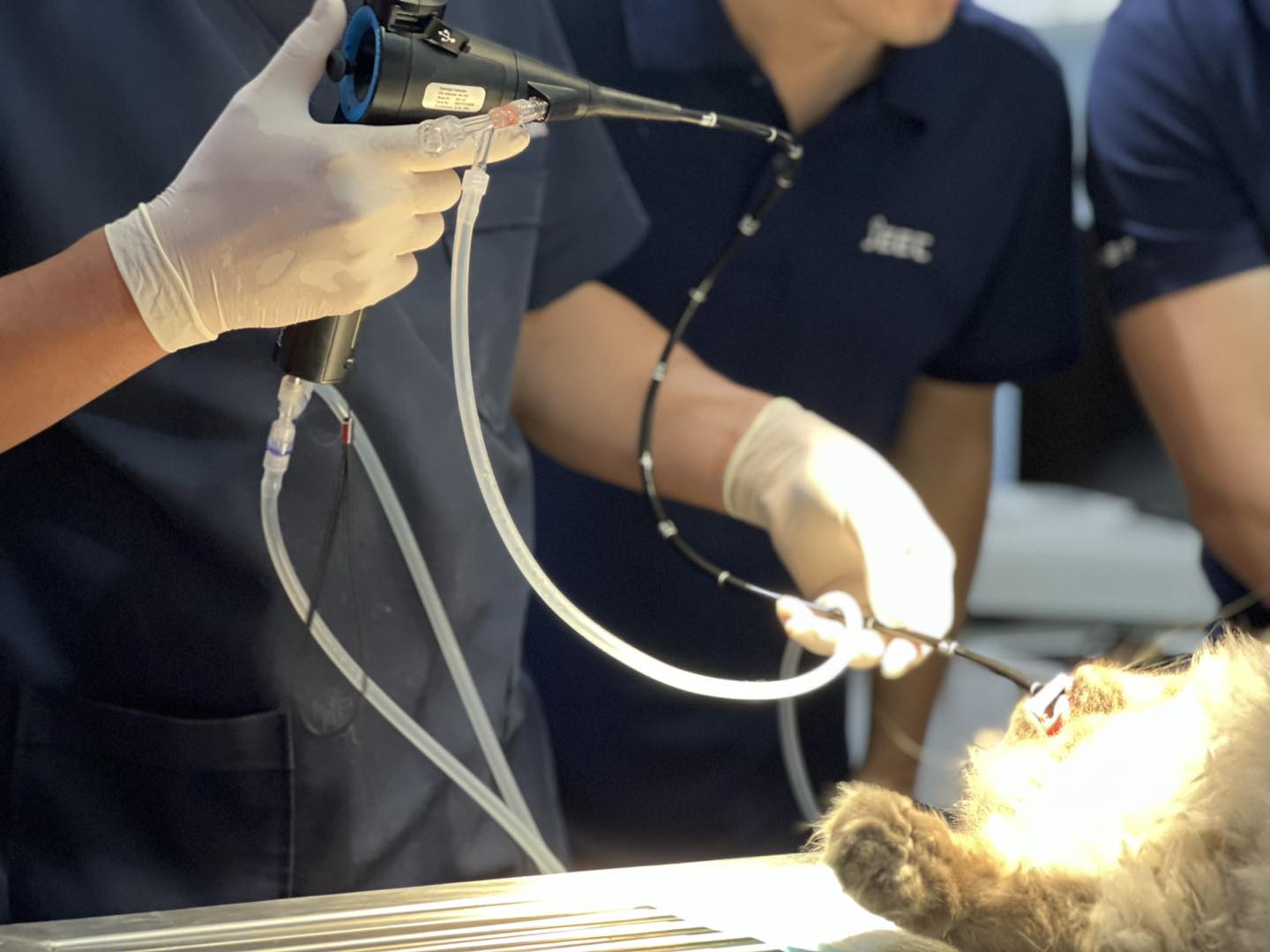 Ảnh thực tế phẫu thuật tại Sông Hàn Pet